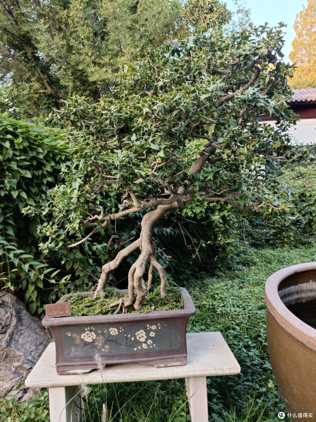 探索枸骨盆景之美,领略自然神韵。