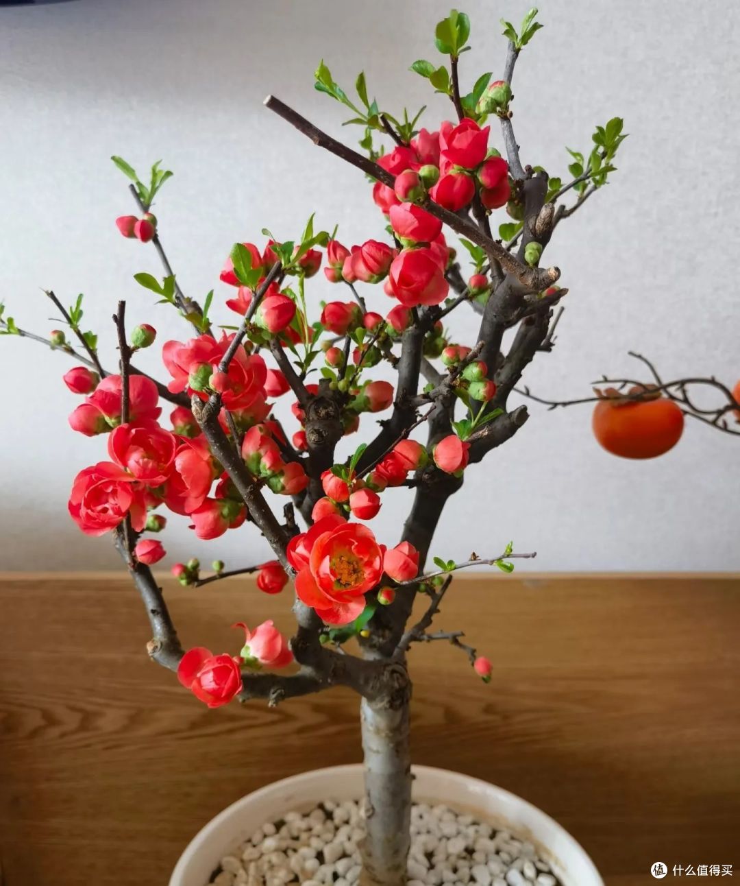 元旦客厅一定要养这11种花,开花红艳艳持到春节,漂亮又喜庆!