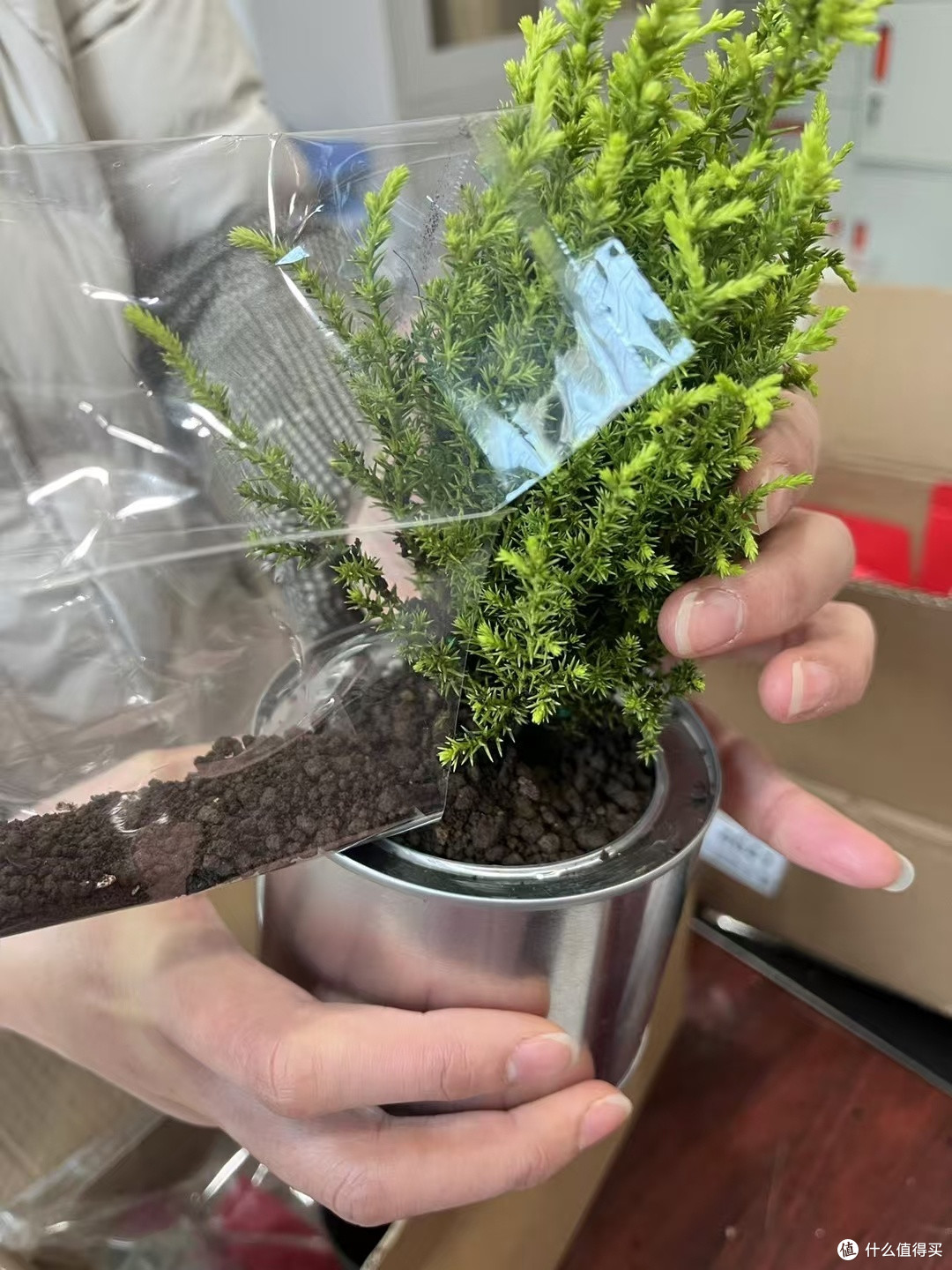 一起种一颗小香松圣诞树吧