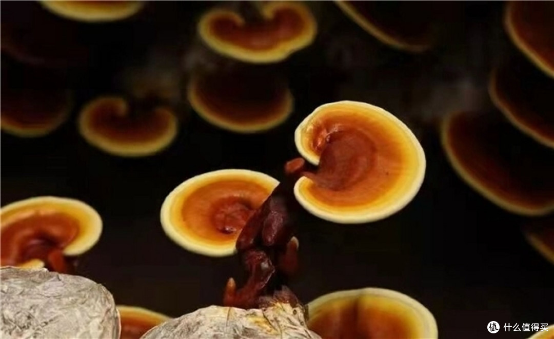 灵芝孢子粉十大品牌,灵芝孢子粉排行榜
