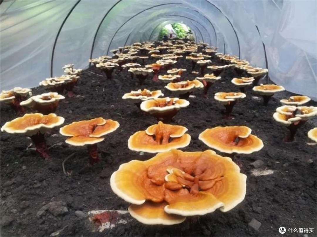 灵芝孢子粉十大品牌,灵芝孢子粉排行榜