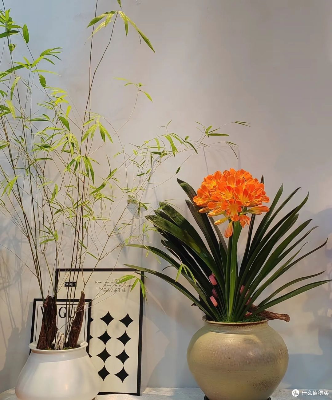 6种公认的“镇宅花”,养在客厅一花成景,人见人夸,绝了!
