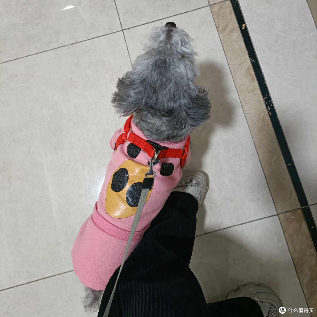 狗狗与花朵,中年的幸福时光