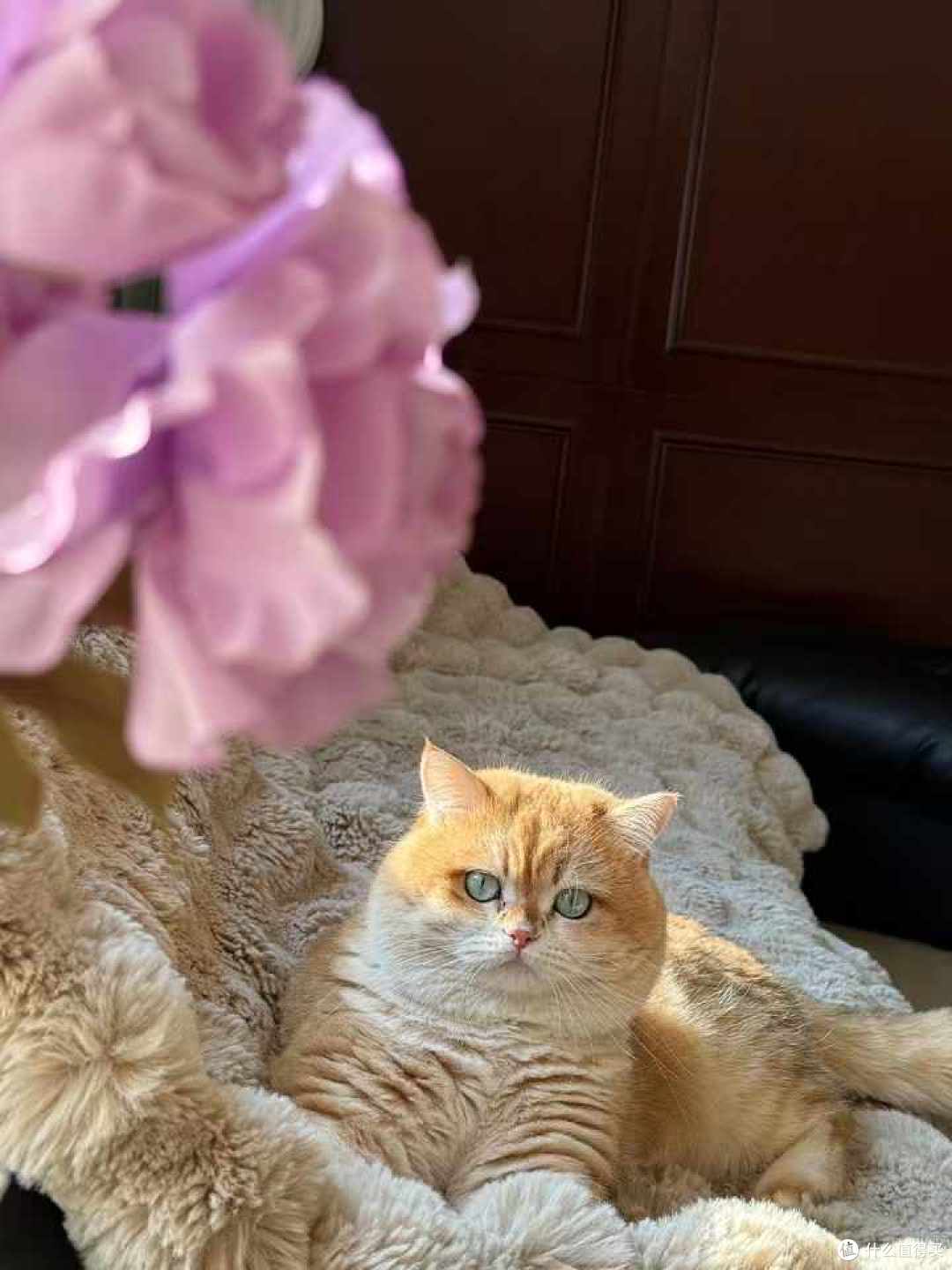 圣诞快乐：橘猫与圣诞树的温馨邂逅