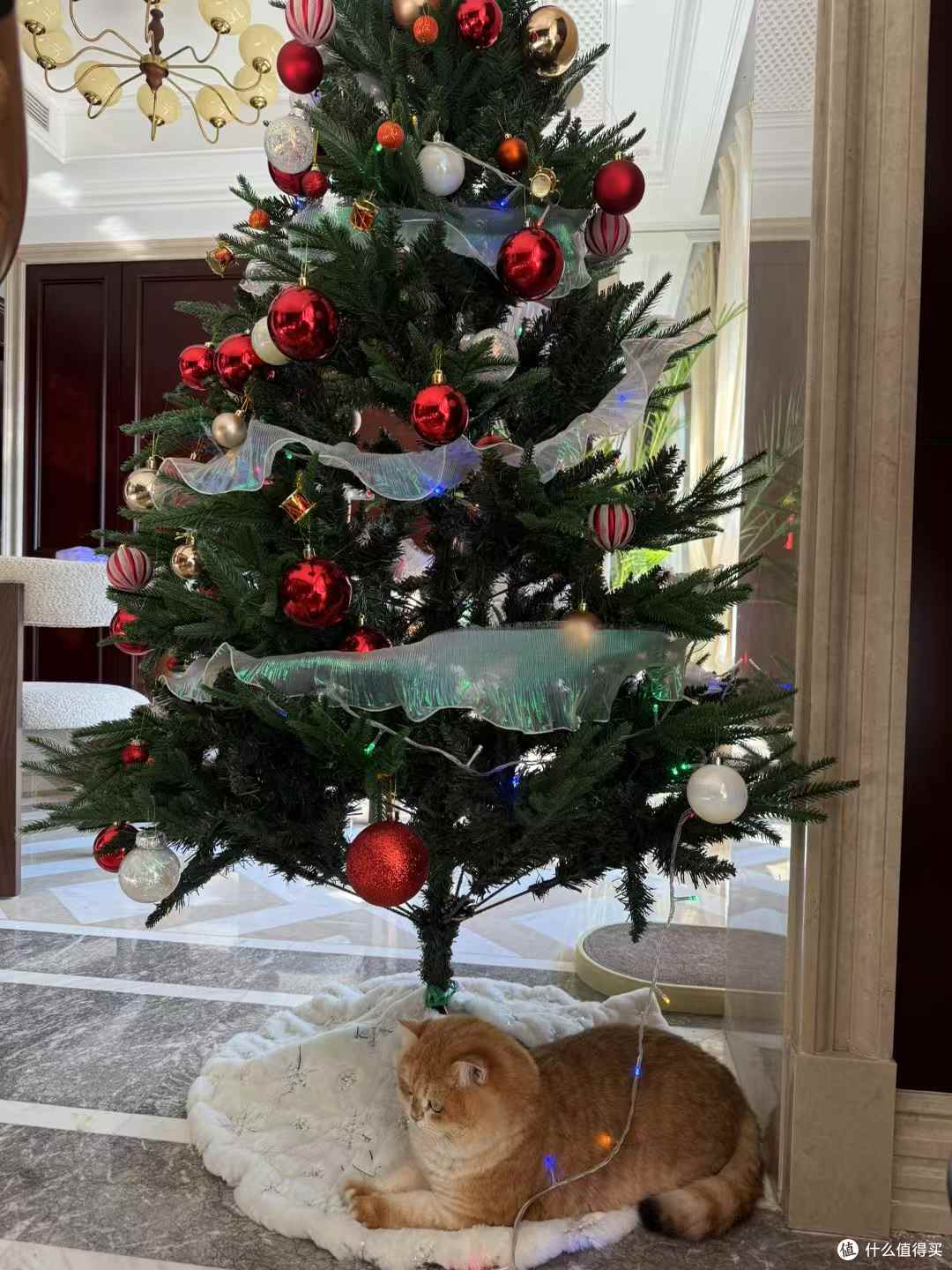 圣诞快乐：橘猫与圣诞树的温馨邂逅