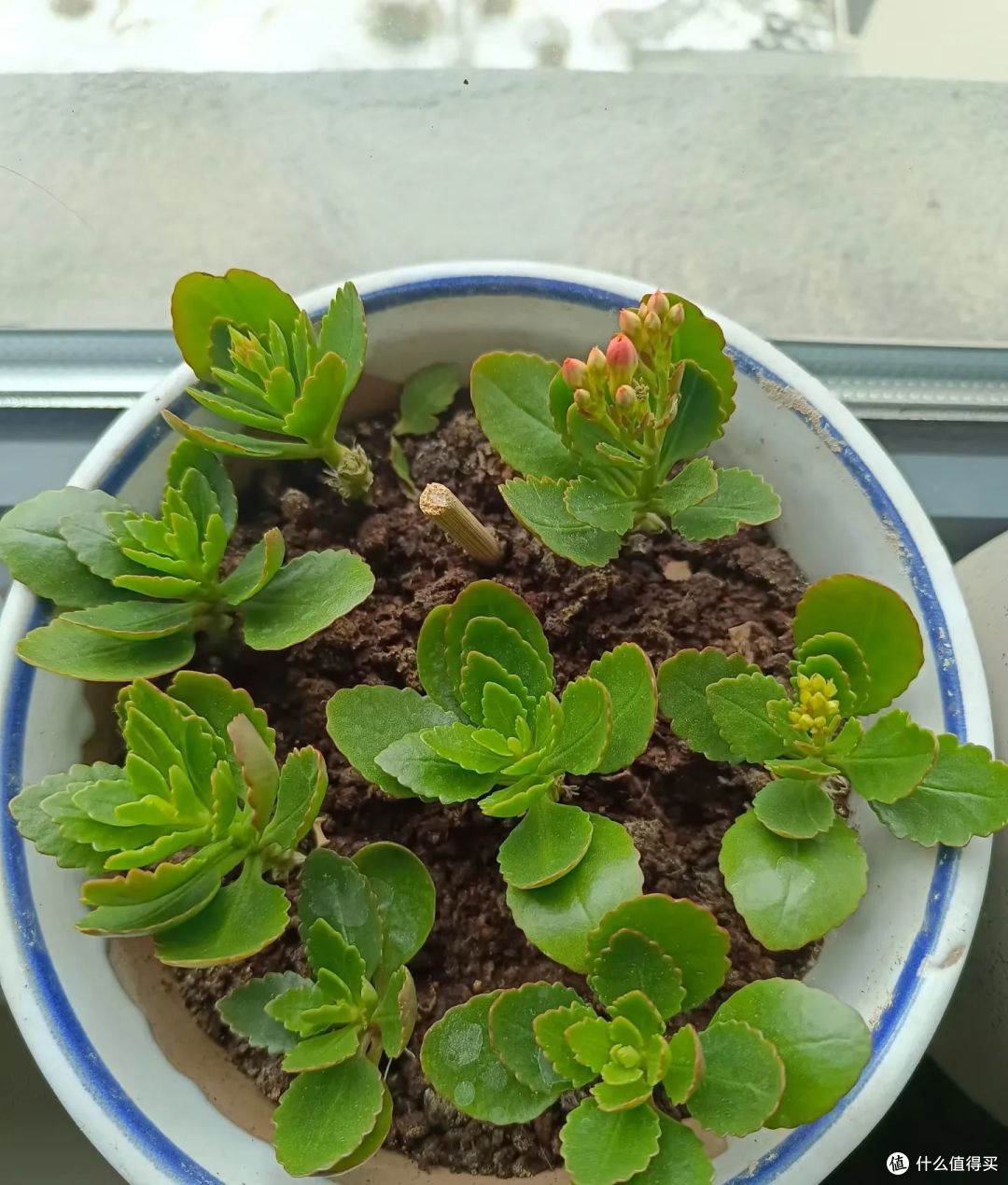 养长寿花，天冷注意“2点”，叶子硬邦邦，鲜花呼呼开爆盆