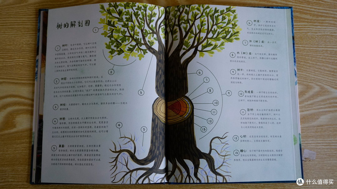 儿童绘本《做一颗树》