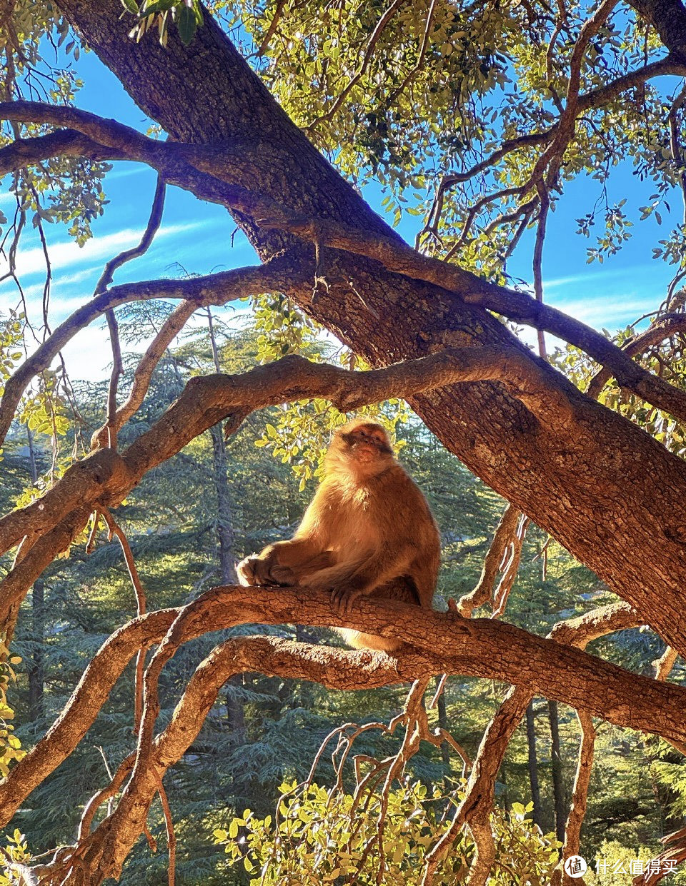 世界最佳旅行地！一半沙漠一半海水，每年都有人想去，对中国免签