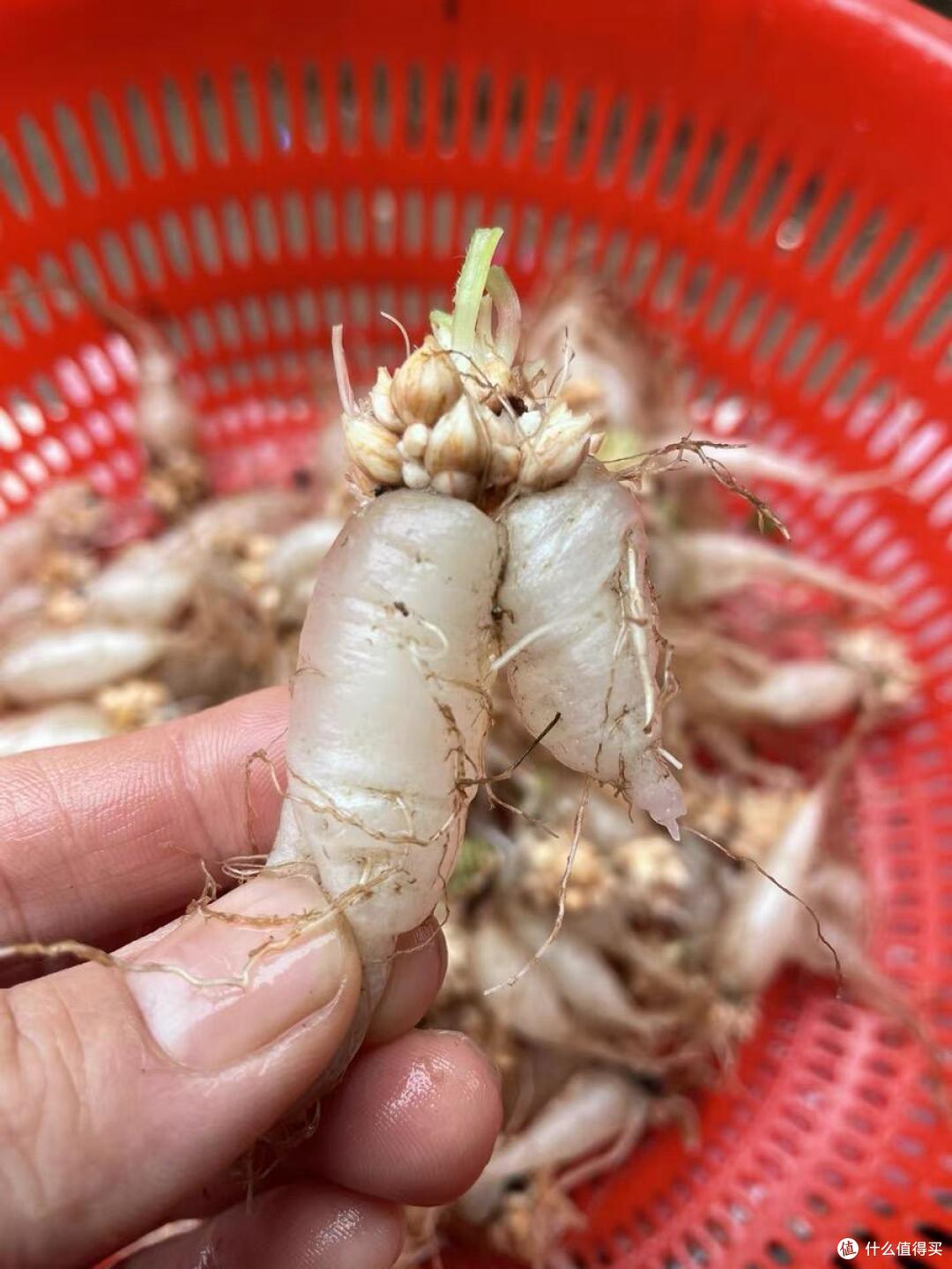 宝子们，这是水果还是蔬菜呢?