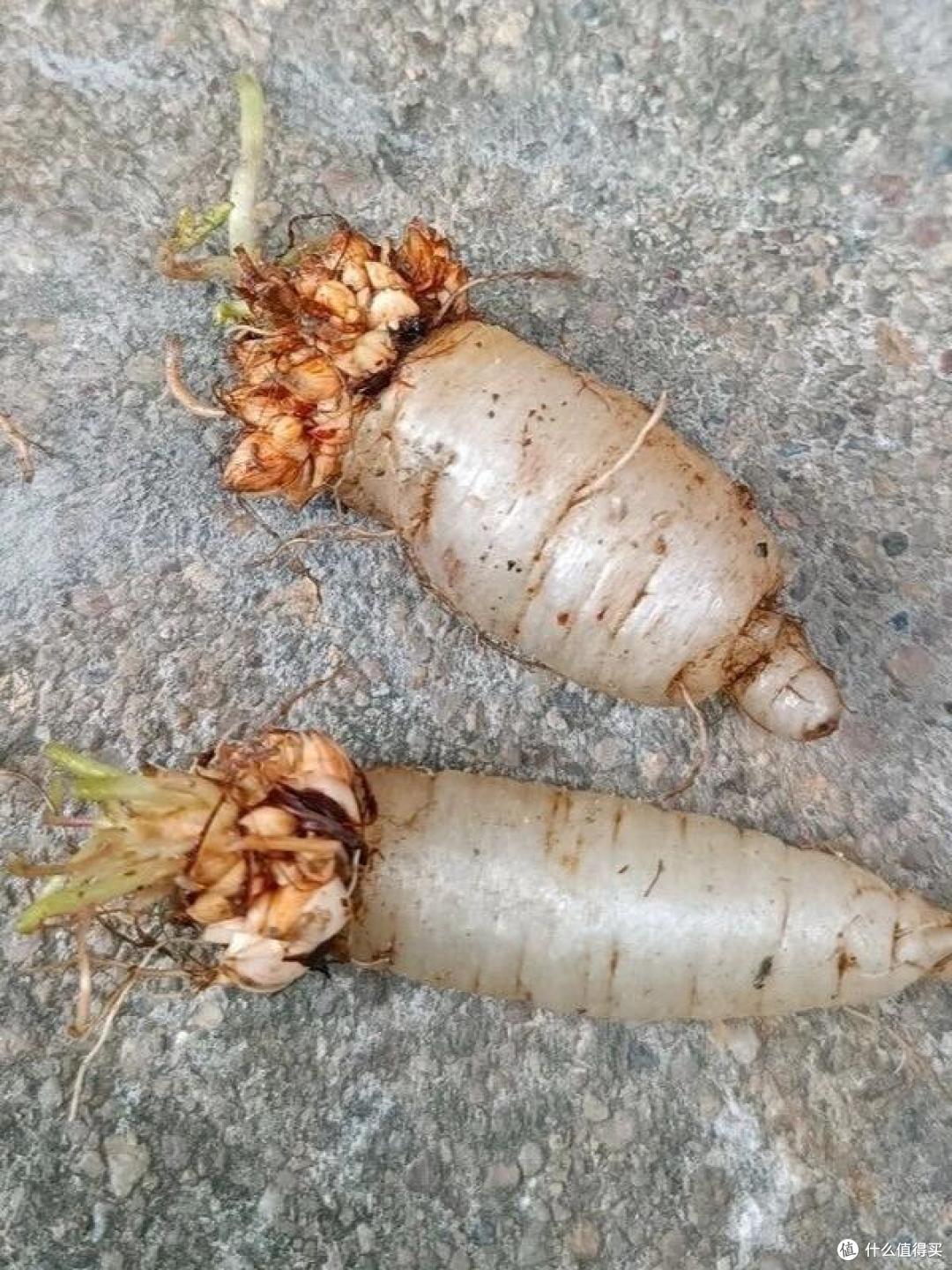 宝子们，这是水果还是蔬菜呢?