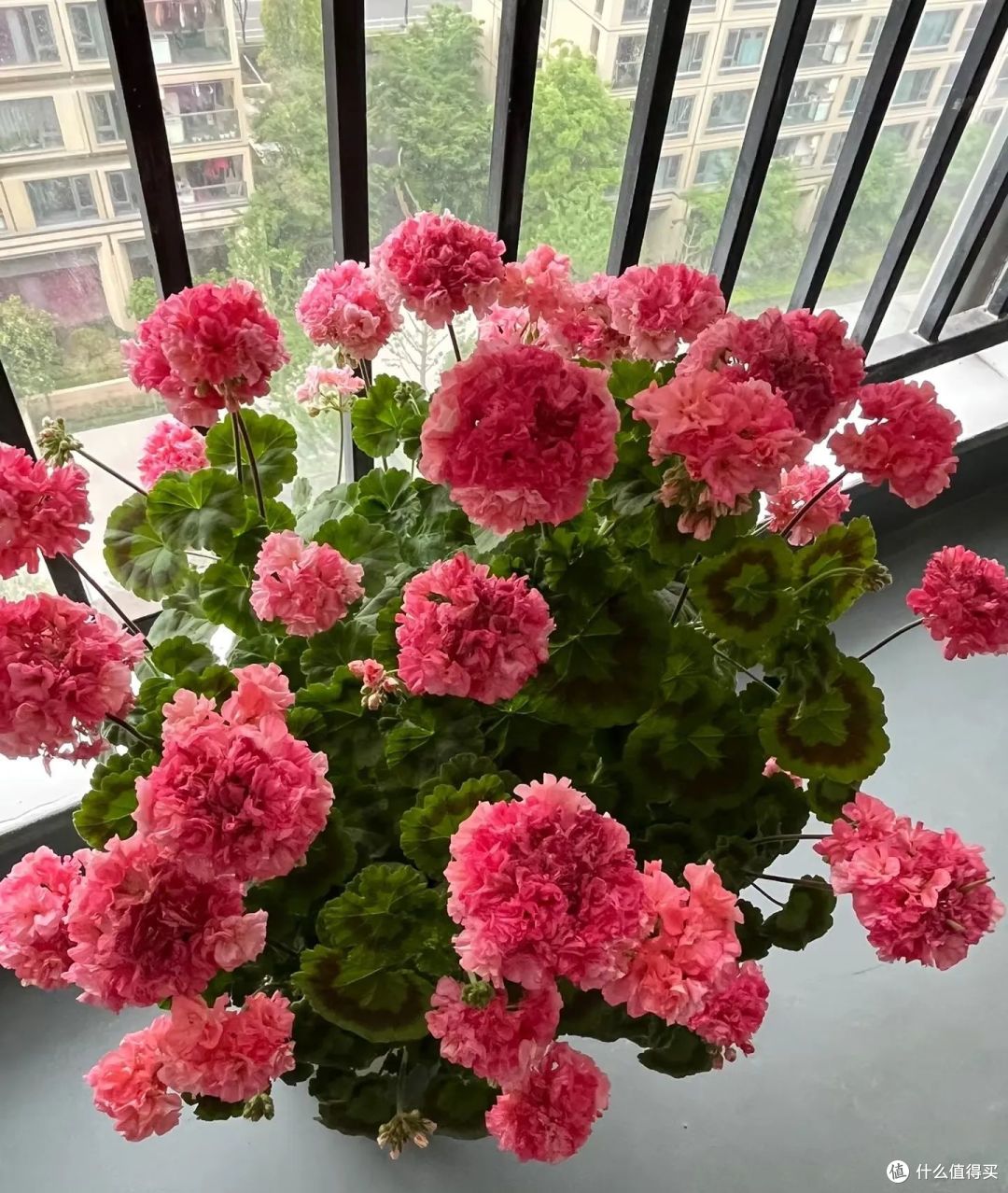 年前大扫除，这8种花要扔掉，新年才能交好运