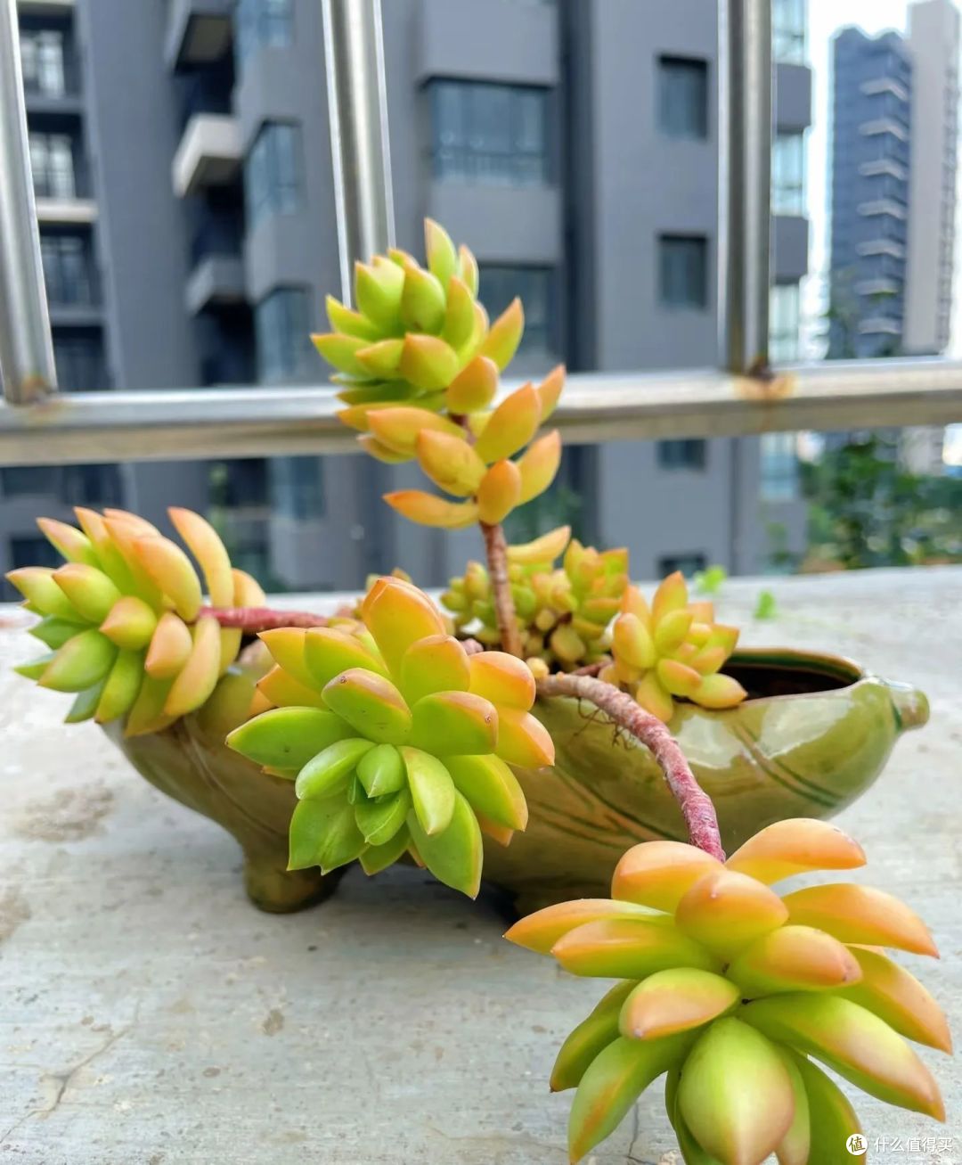 年前大扫除，这8种花要扔掉，新年才能交好运