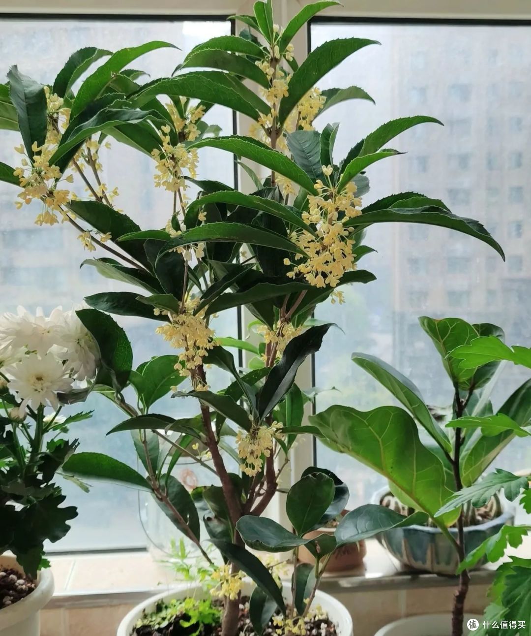 “五花进家,不富也发”,俗语说的有道理,你了解是哪五种花吗?