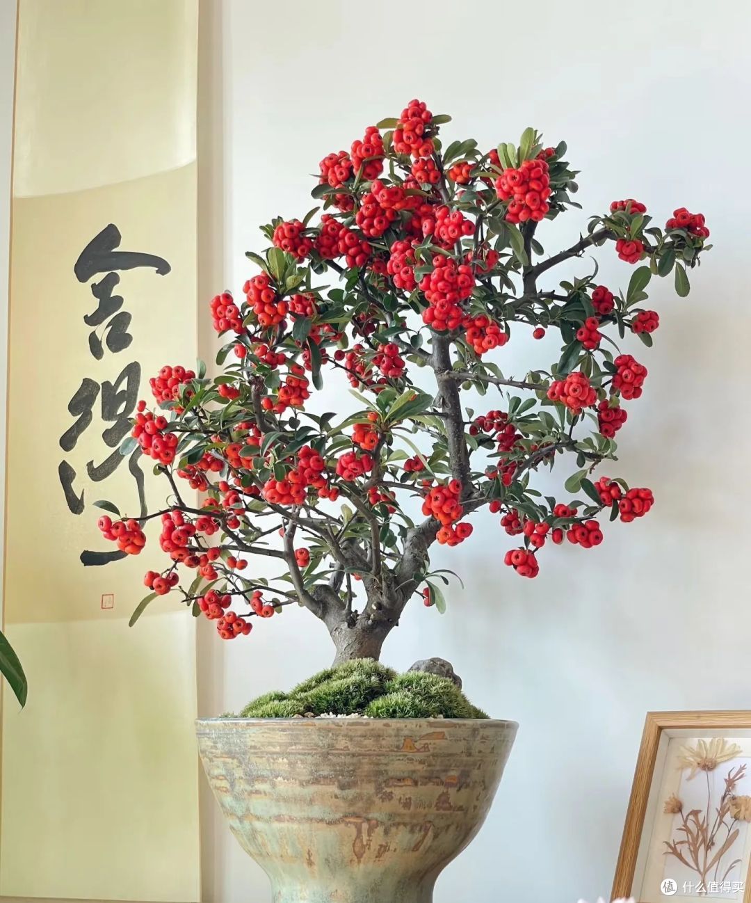 “五花进家,不富也发”,俗语说的有道理,你了解是哪五种花吗?