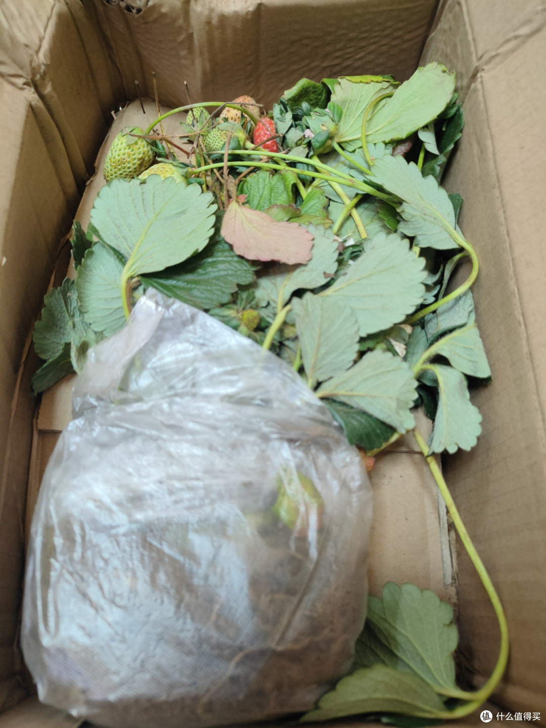 辣手摧花又来了,看样子是养不活了