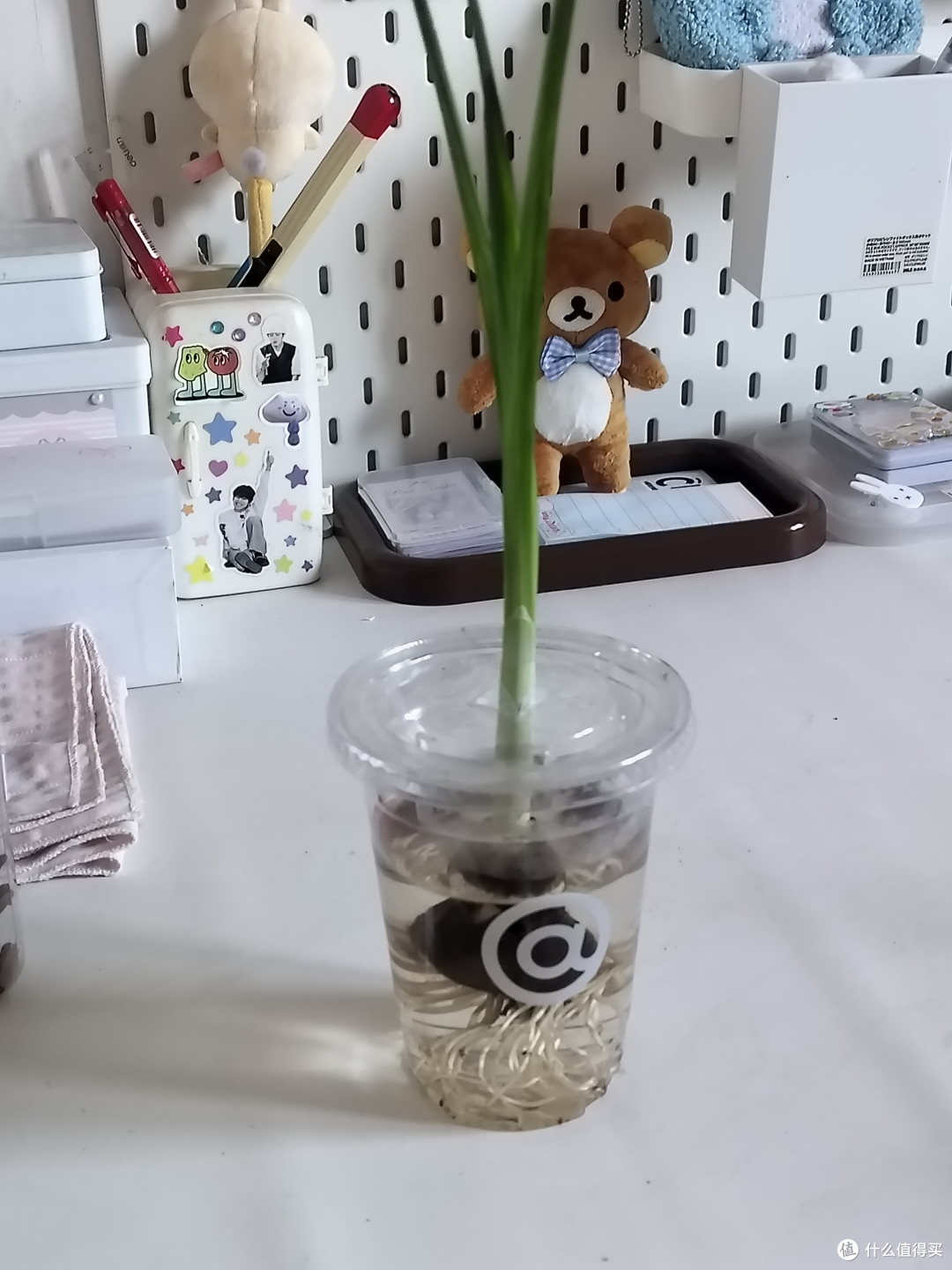 看我用库迪的杯子废物利用养花