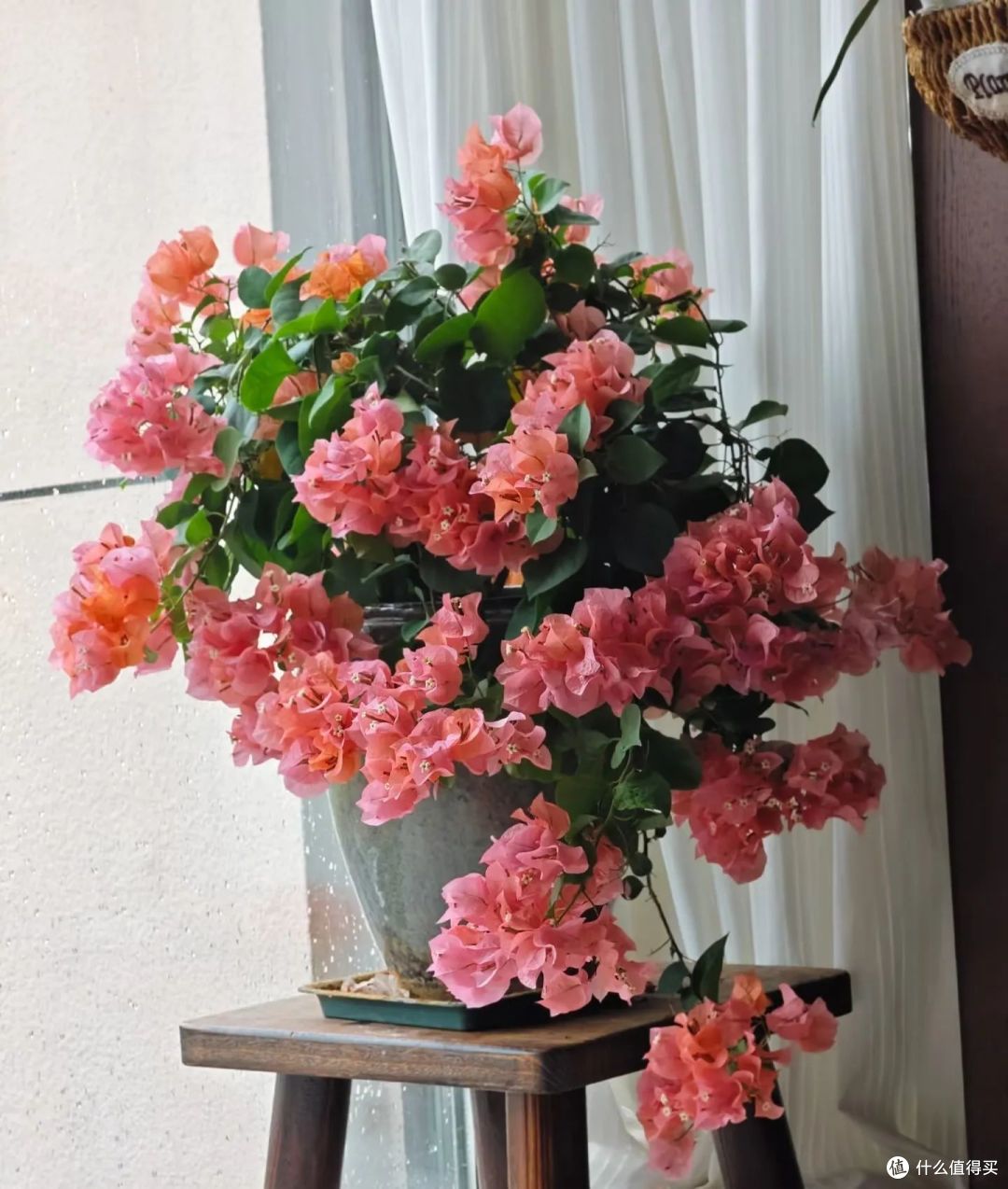 三角梅不开花?教你一个让三角梅一年四季花开不断的方法!