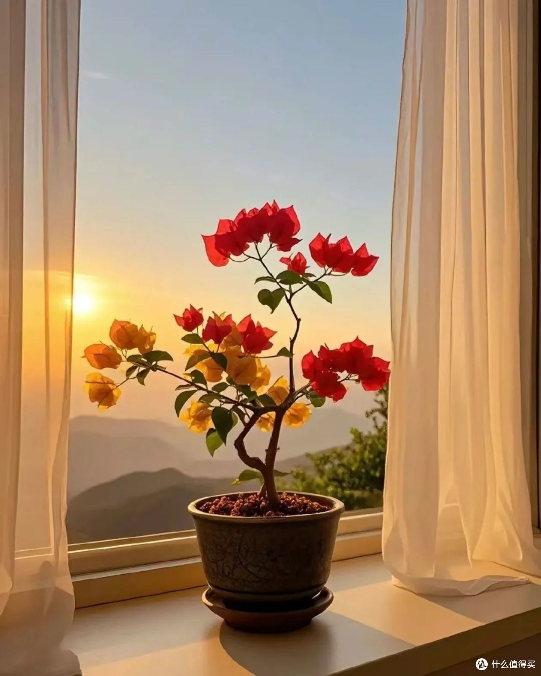 三角梅不开花?教你一个让三角梅一年四季花开不断的方法!