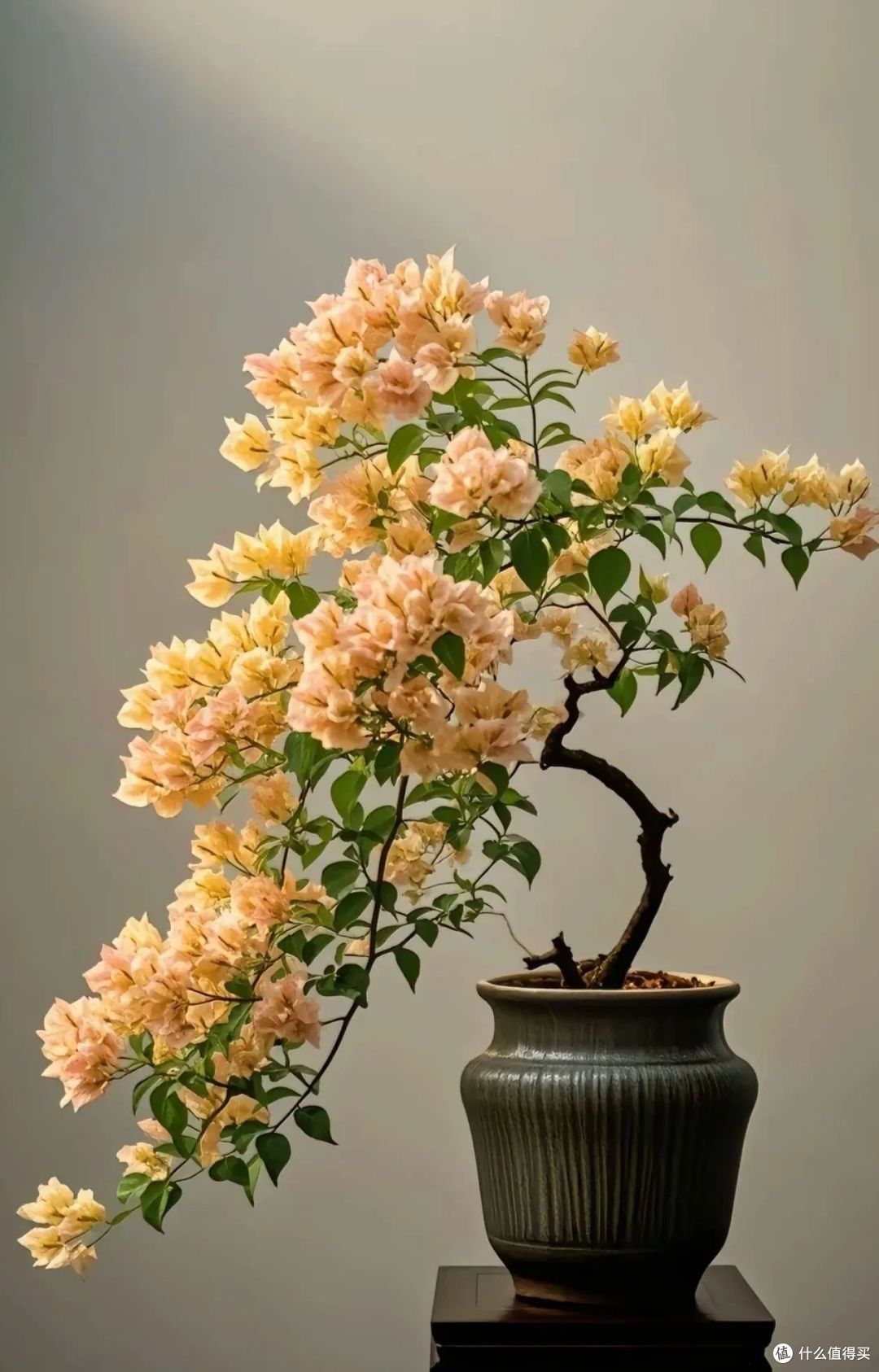 三角梅不开花?教你一个让三角梅一年四季花开不断的方法!