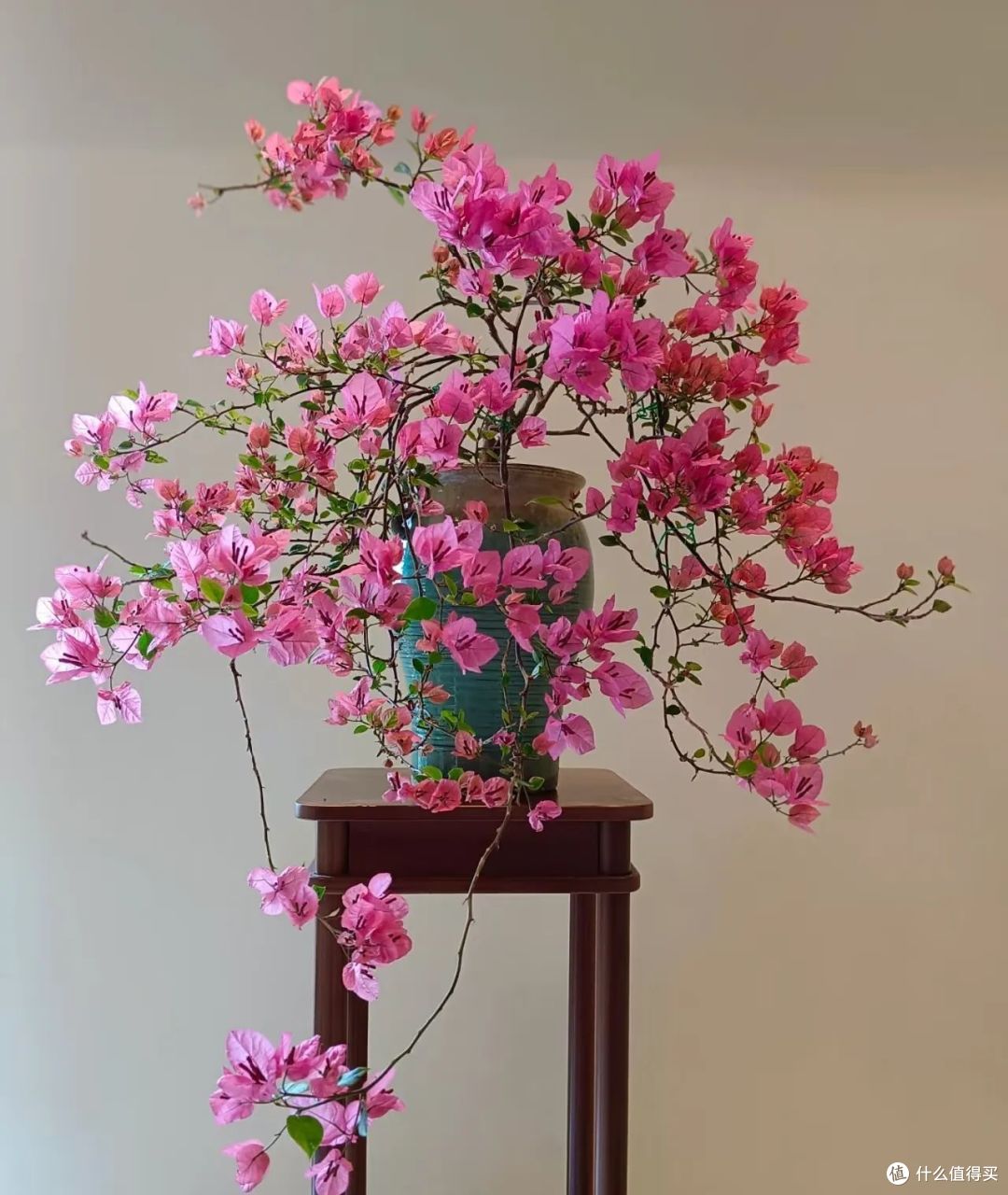 三角梅不开花?教你一个让三角梅一年四季花开不断的方法!