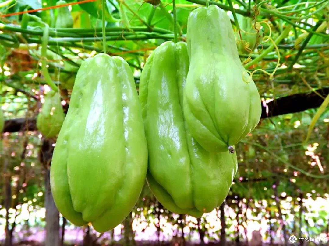 这种秋冬“福寿瓜”——佛手瓜,高钾低钠,生熟都好吃!