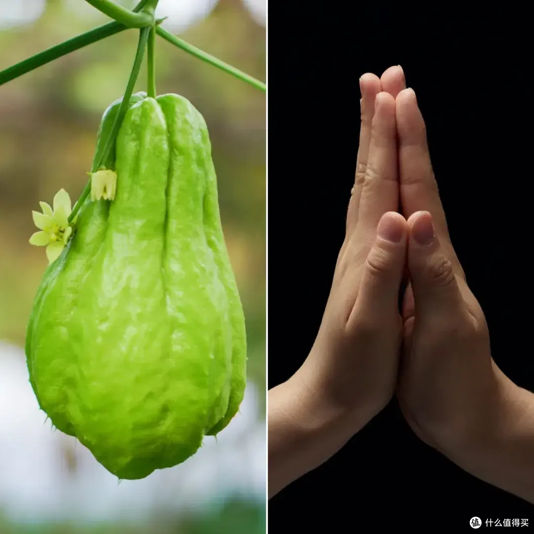 这种秋冬“福寿瓜”——佛手瓜,高钾低钠,生熟都好吃!