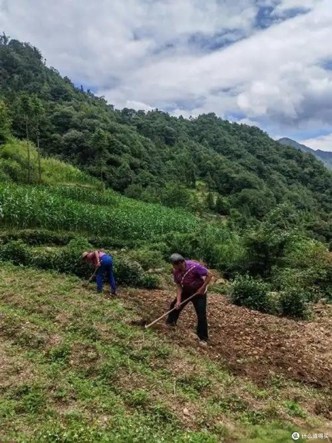 农村老人家有很多“油”,你知道吗?