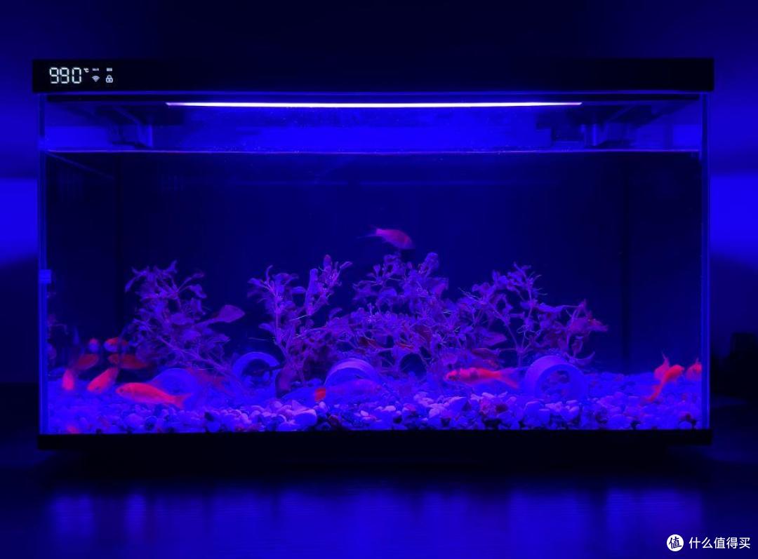 小白养鱼不用愁,当贝智能鱼缸1 Ultra轻松助力