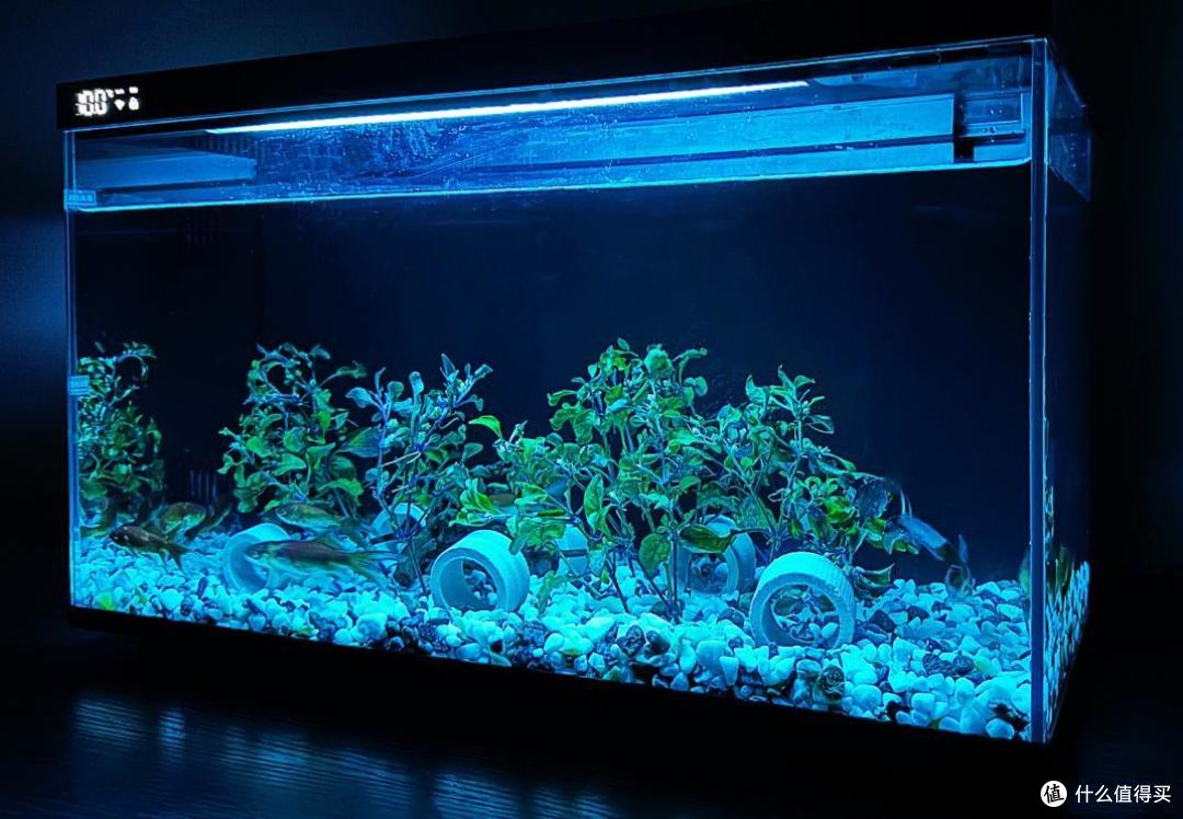 小白养鱼不用愁,当贝智能鱼缸1 Ultra轻松助力