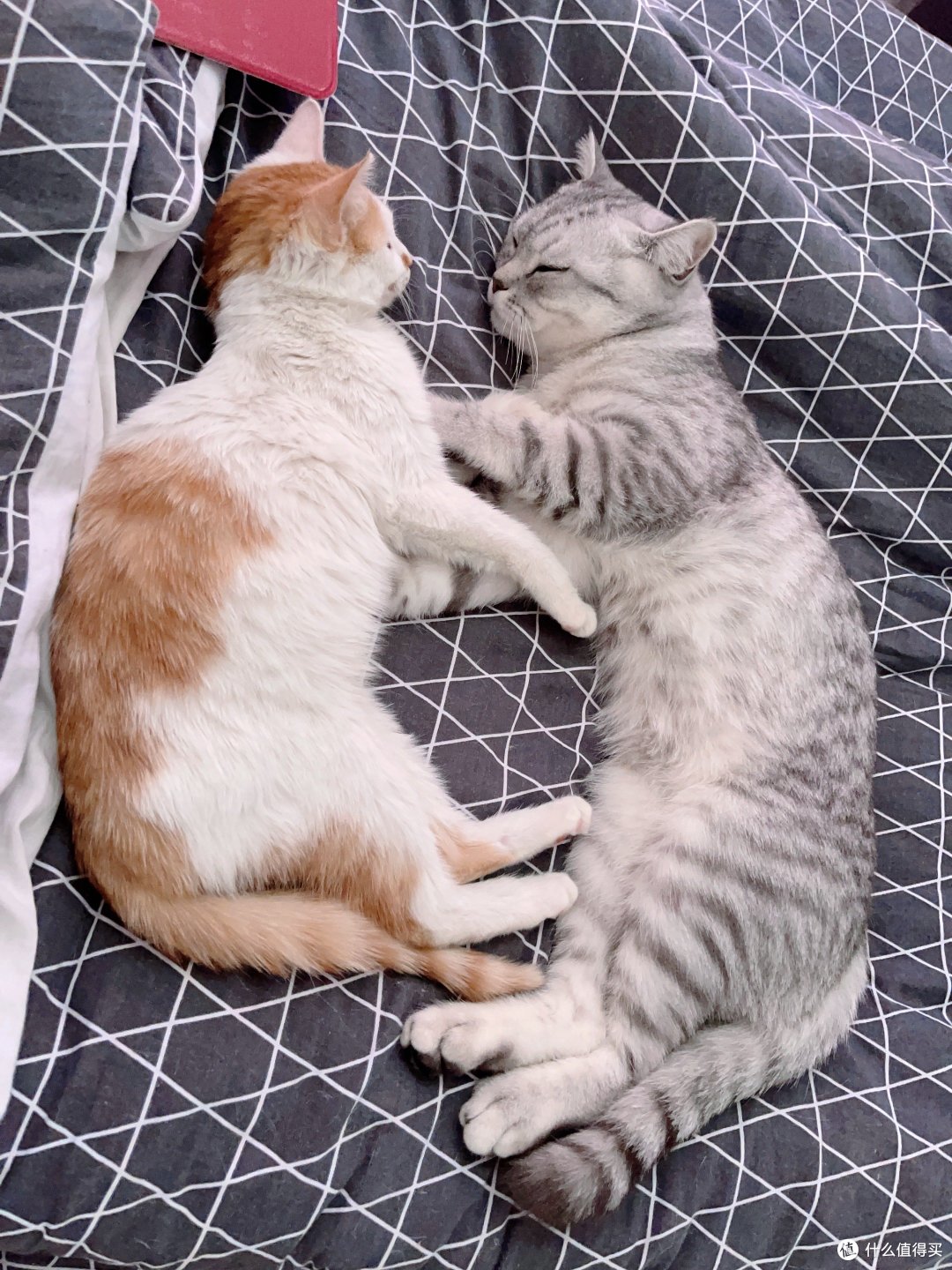 关于养猫的二三事