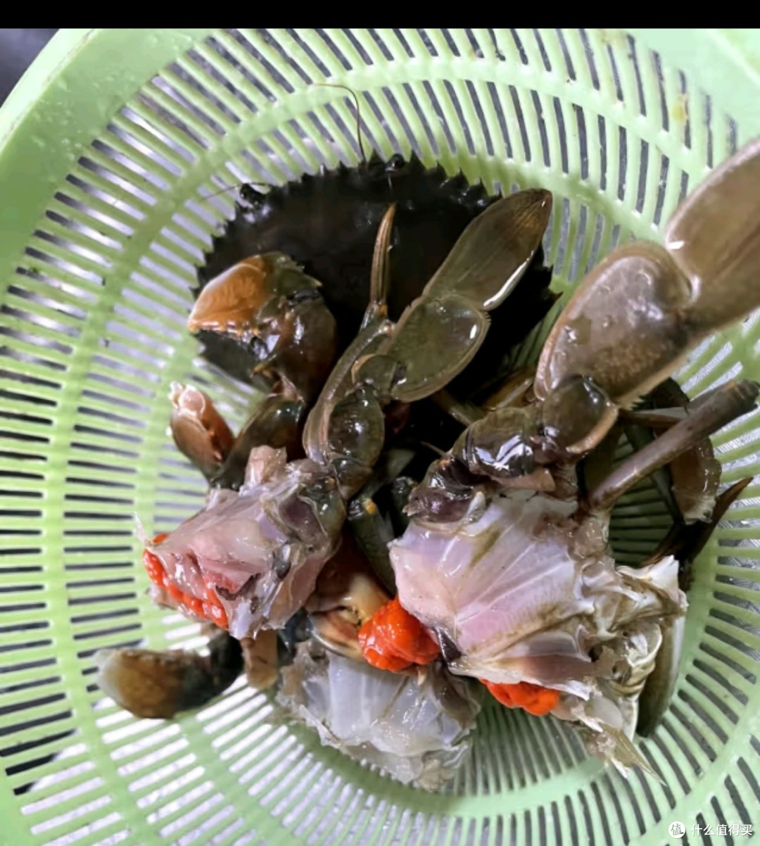 【活鲜】特大青蟹鲜活 超大母膏蟹公蟹肉蟹 中秋礼品