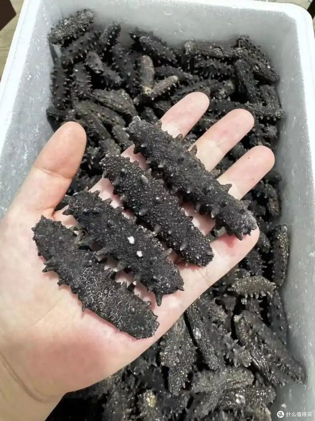 海参和辽参有什么区别?哪种好吃?