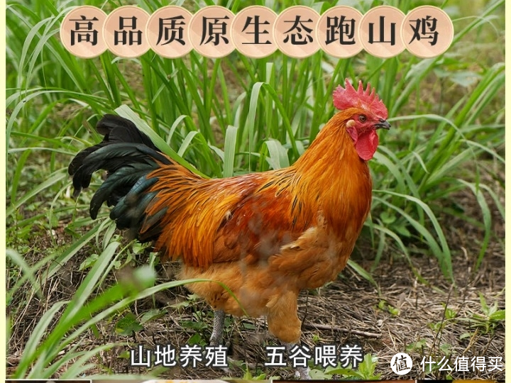 小鸡小鸡你别怪，早晚你是一道菜，山地公鸡