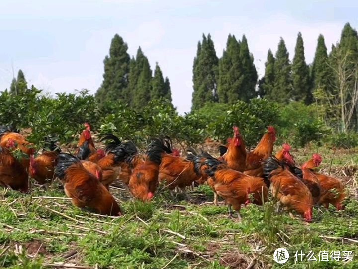 小鸡小鸡你别怪，早晚你是一道菜，山地公鸡