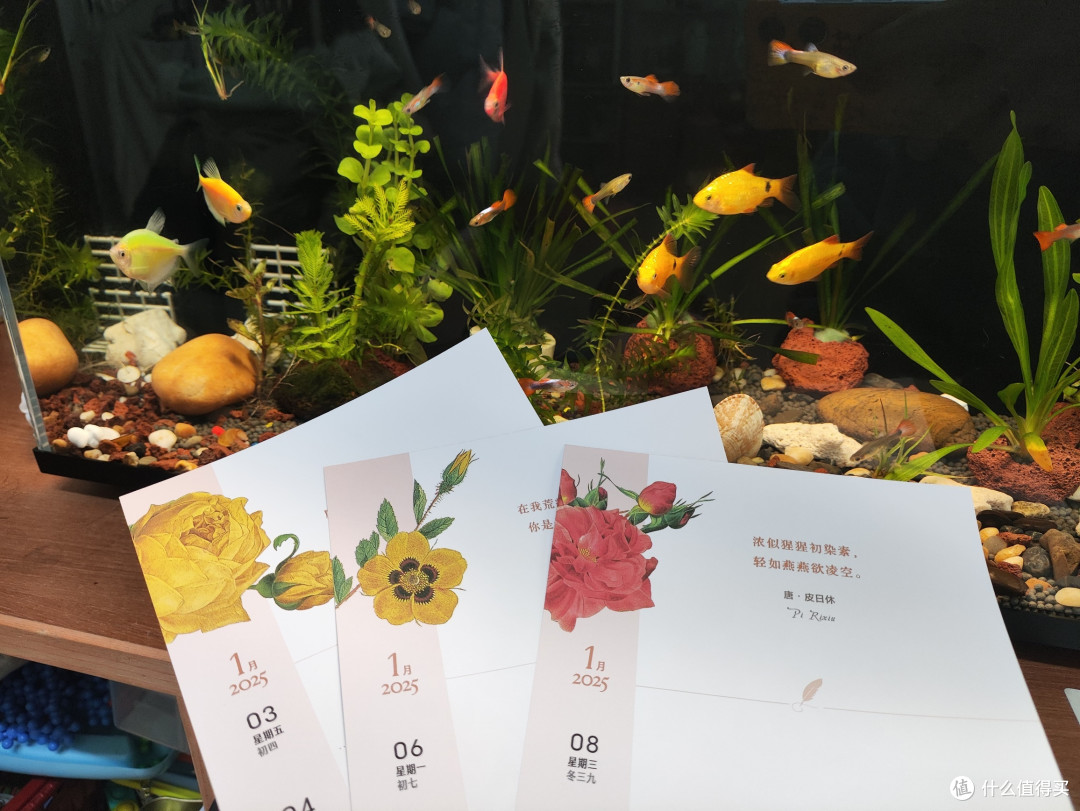 2025,来日方长,感觉值得买赠送的情诗和玫瑰日历