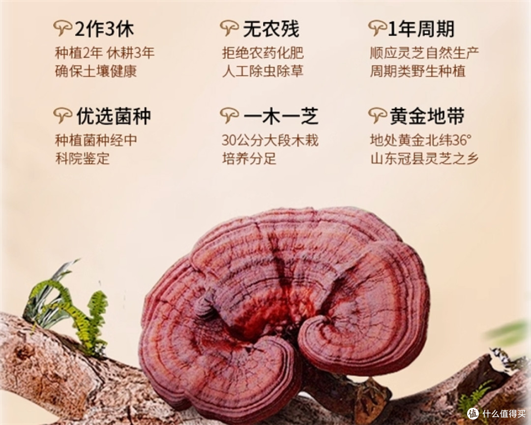 灵芝孢子粉多少钱一盒,灵芝孢子粉有什么效果