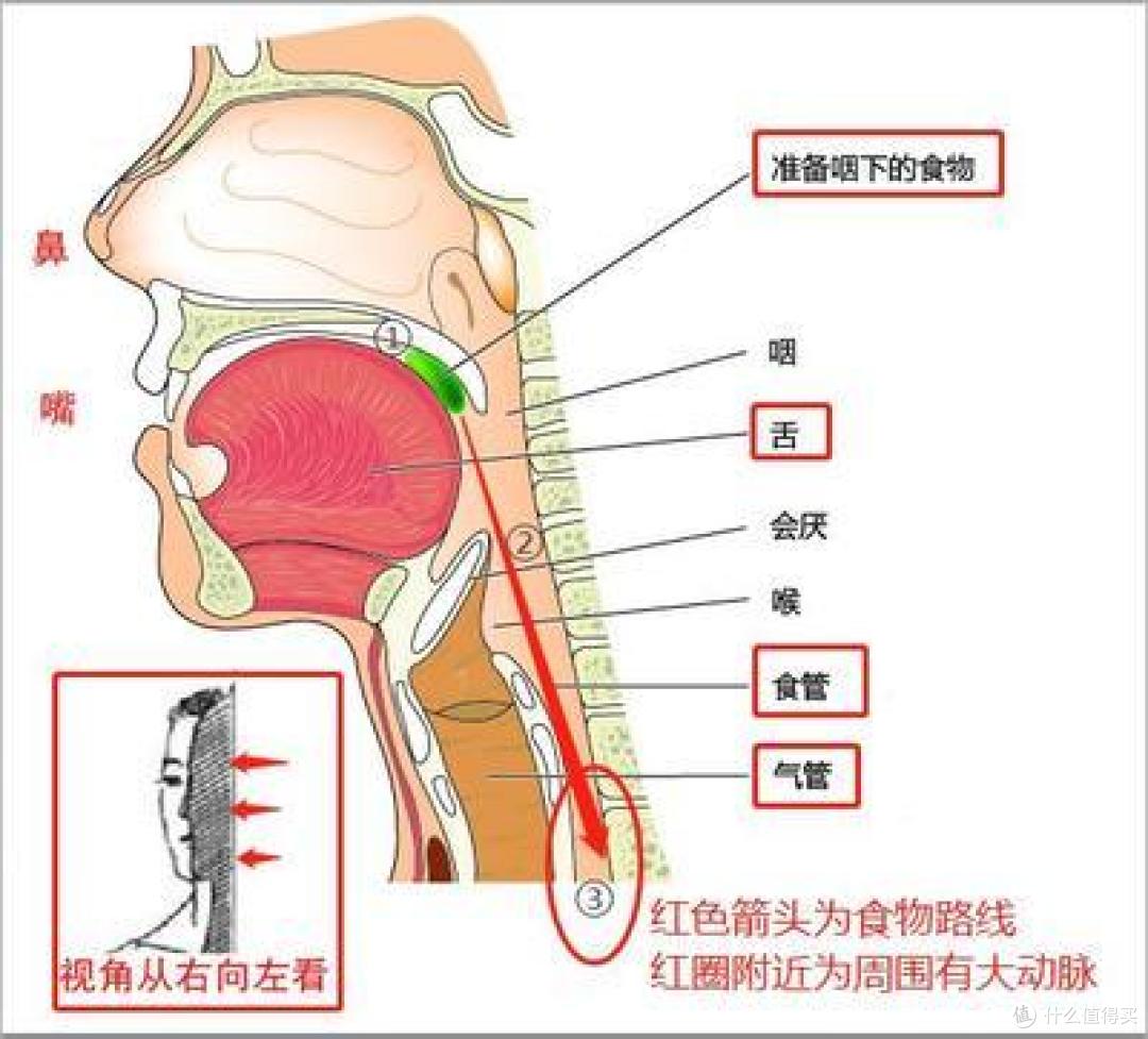 卡了鱼刺,别再喝醋吞米饭了!掌握两招,安全解除喉咙危机