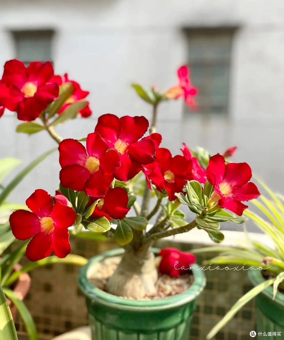 要“虐养”的8种花,各种方法“虐”一遍,越养越旺还花开不停