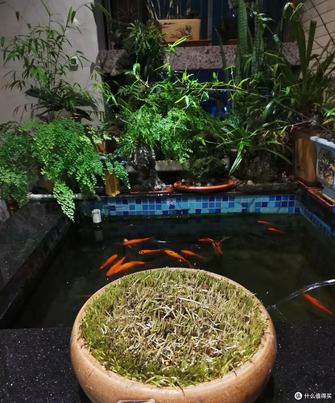 要“虐养”的8种花,各种方法“虐”一遍,越养越旺还花开不停