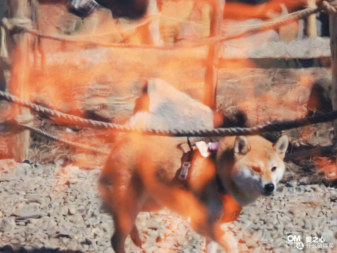 带着狗狗一起去爬山