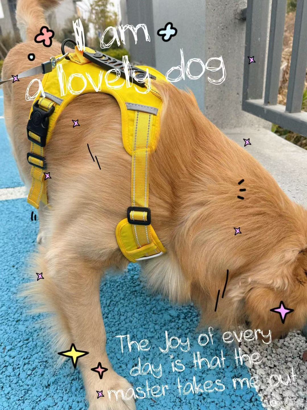 遛狗新体验：与金毛寻回犬的温馨时光