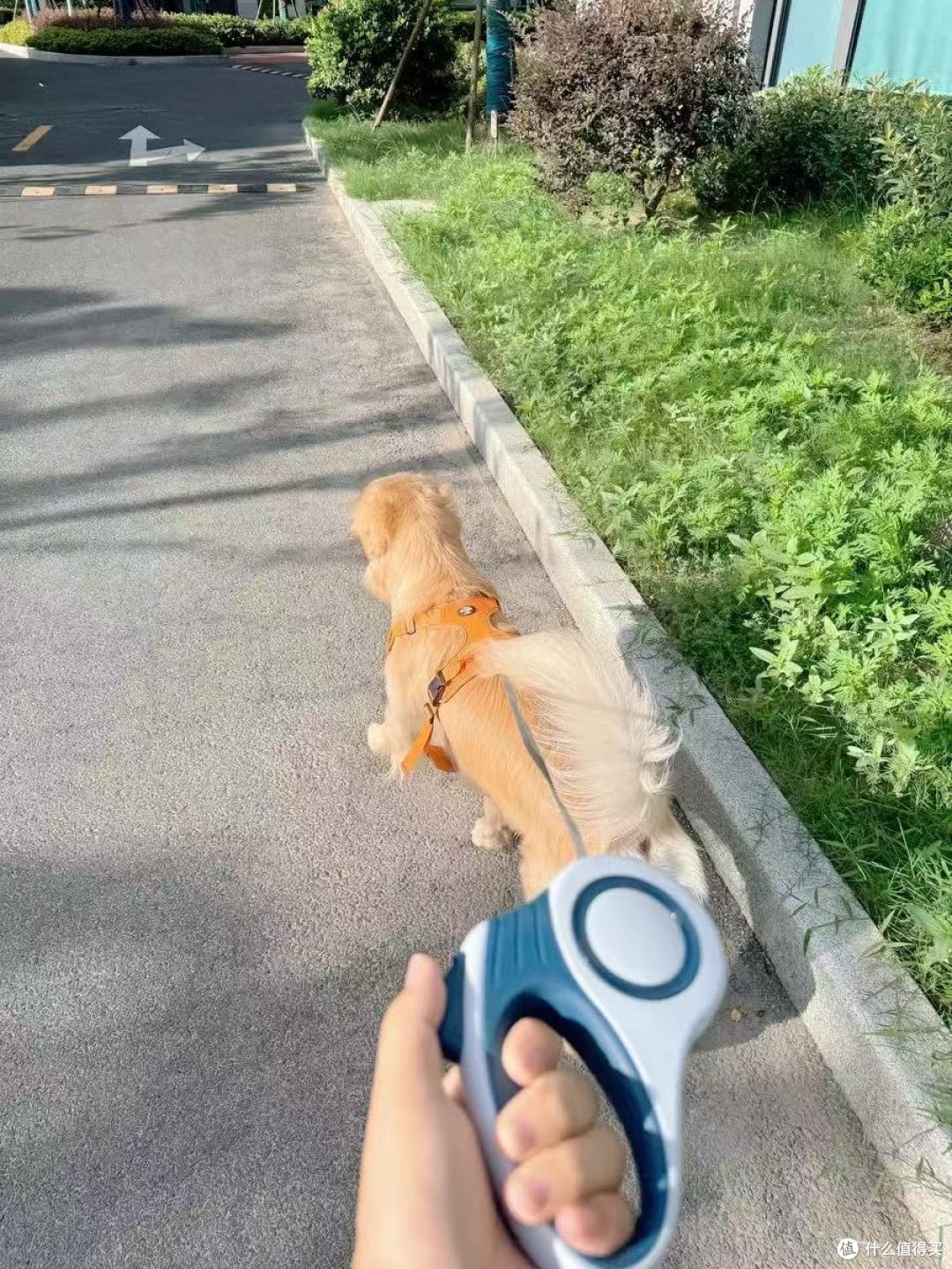 新牵引绳,新体验:与金毛寻回犬的户外探险