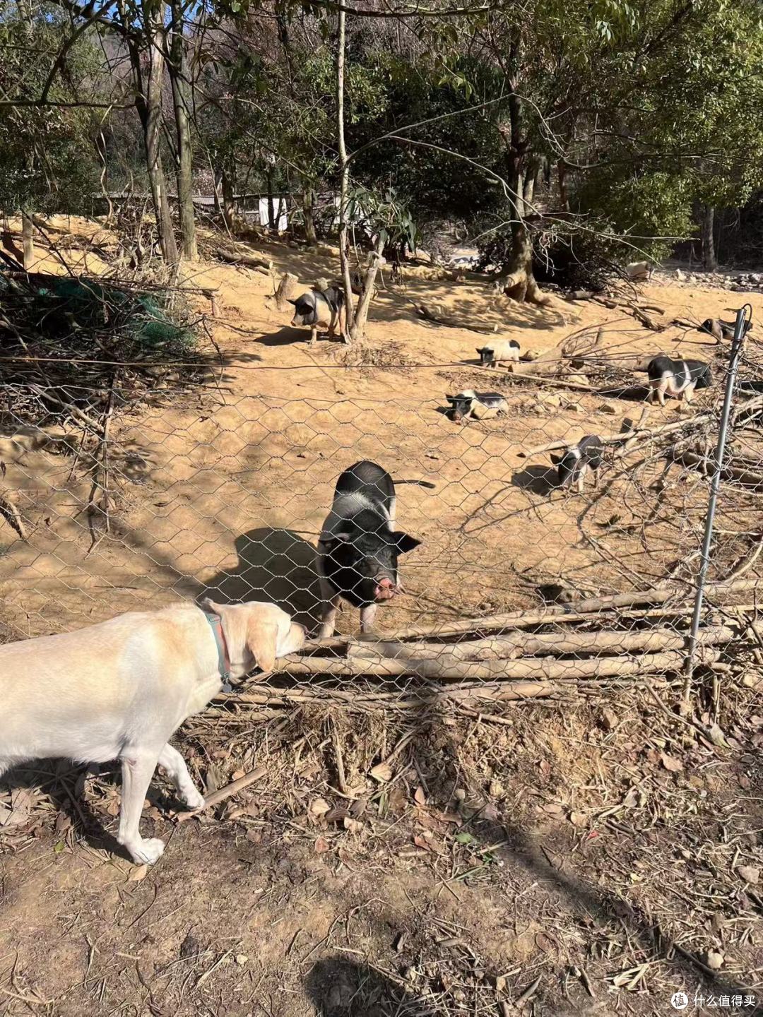 那些毛孩子的可爱瞬间:狗狗与湖泊的宁静邂逅