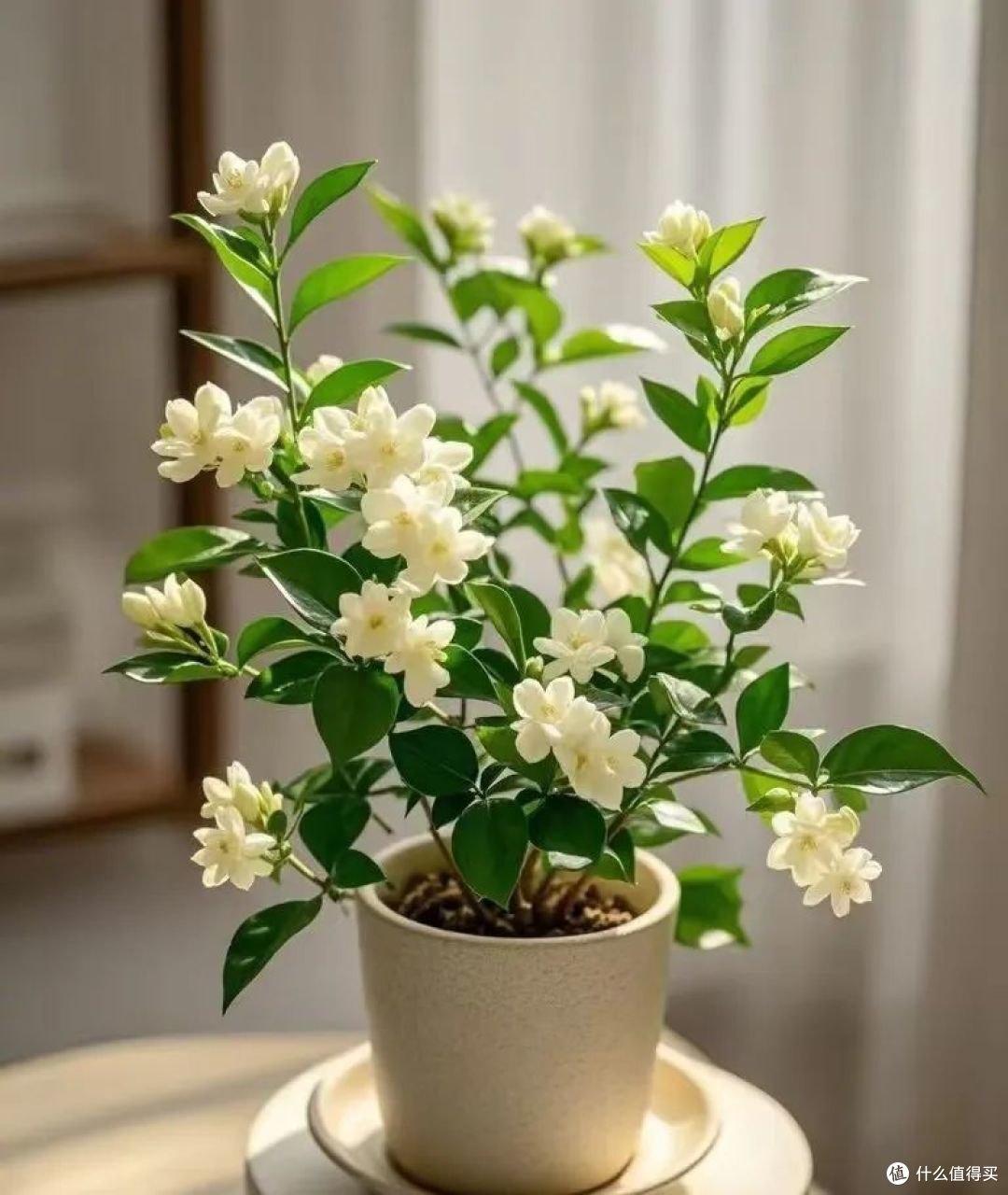 长寿老人偷偷养的8种花，养一盆好处多多，看看你家有养吗？