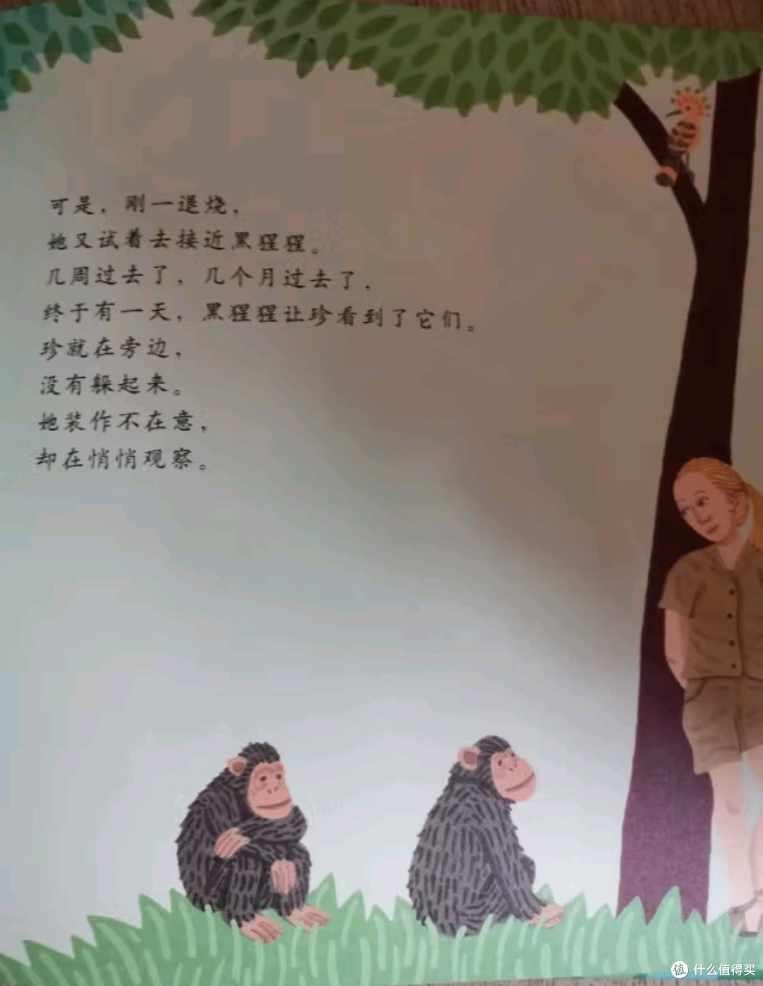 与大自然共舞：探寻珍·古道尔的非洲之旅——《观察者：珍古道尔和黑猩猩在一起的生活》浅读