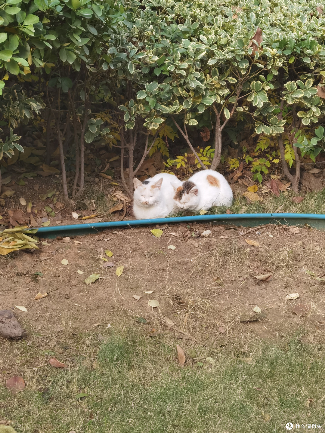 午后小懒猫