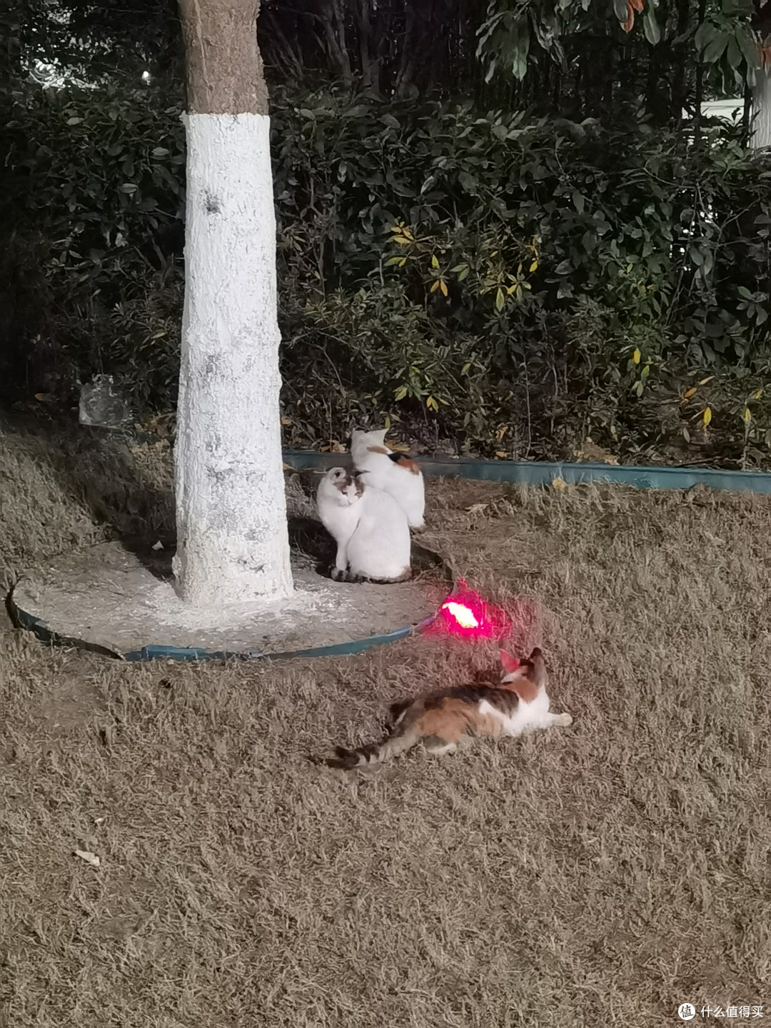 很活泼