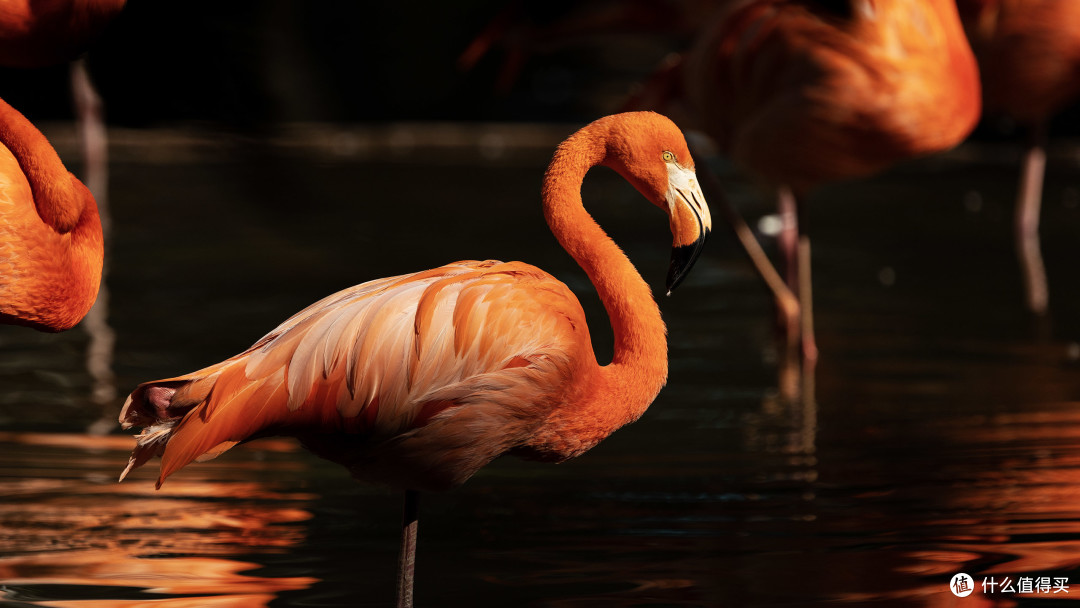 400MM/F2.8都只是弟弟 800MM/F5.6大炮是真猛男的选择