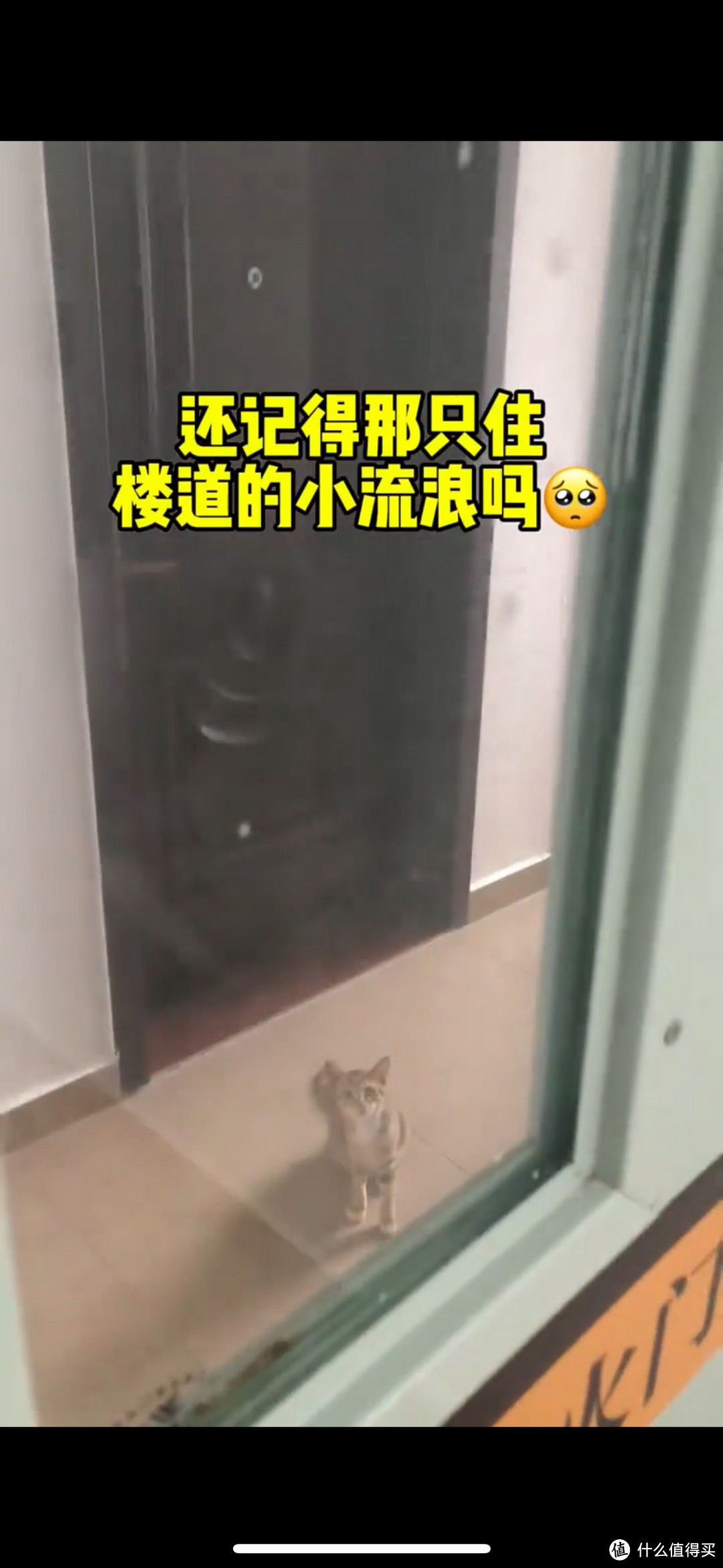 小猫我呀不是流浪猫啦