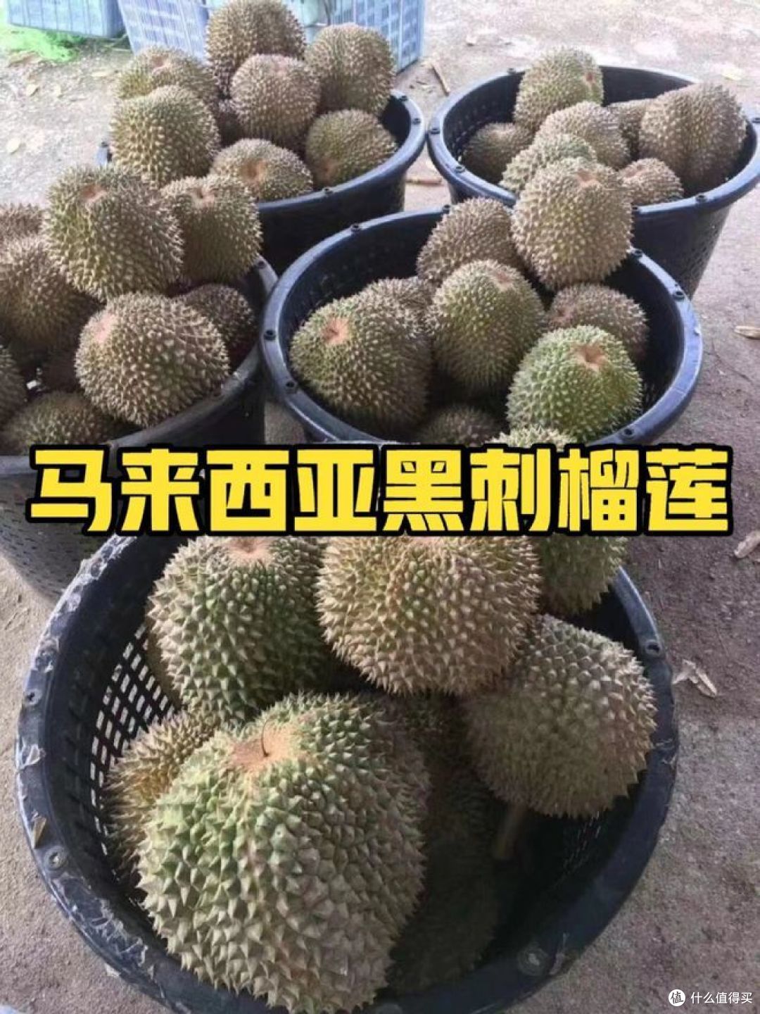 黑刺榴莲和猫山王榴莲哪个好?